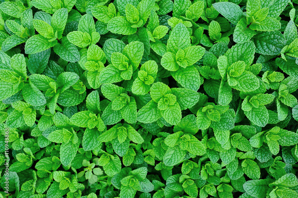 green mint plant grow at vegetable garden green mint plant grow at vegetable garden