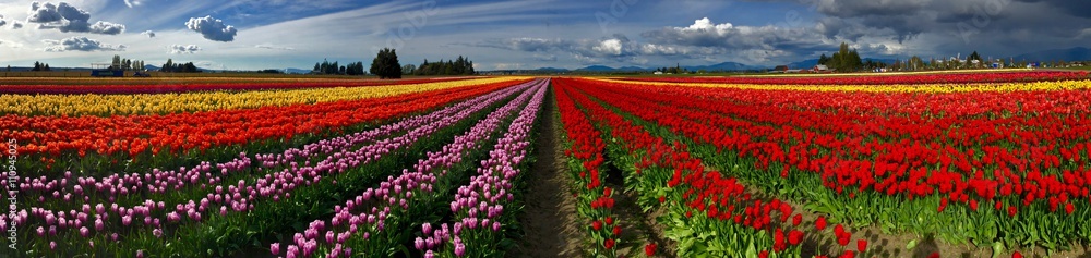 Colorful Panorama of Tulip Fields and Sky with Clouds. Scagit Valley Tulip Festival, Mount Vernon, Washington State, USA. 