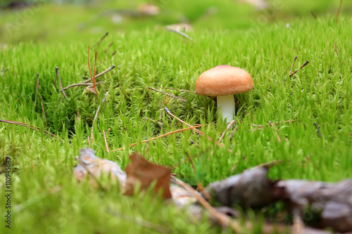 Not edible mushroom in the grass in the forest.