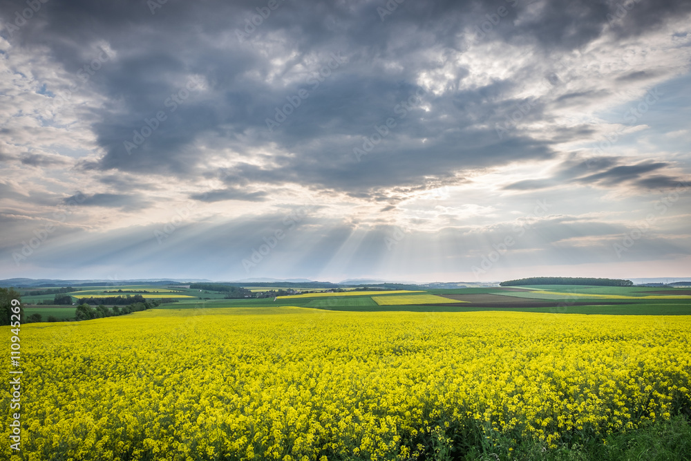 Fototapeta premium Landschaft im Frühjahr in Niederösterreich