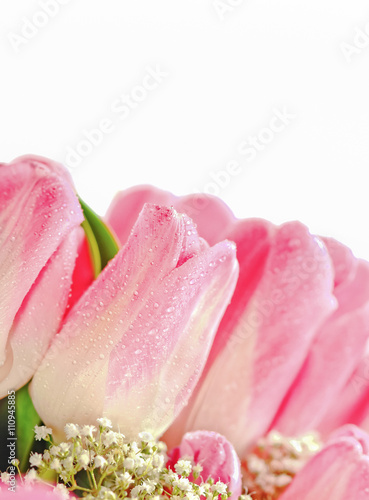Pink tulips isolated with copy space
