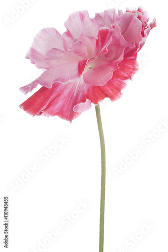 Fototapeta Naklejka Na Ścianę i Meble -  poppy