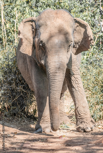 elephant in the jungle photo