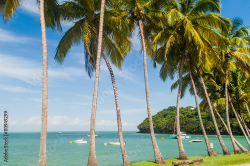Palms along the coast of Ile Royale, one of the islands of Iles du Salut (Islands of Salvation) in French Guiana