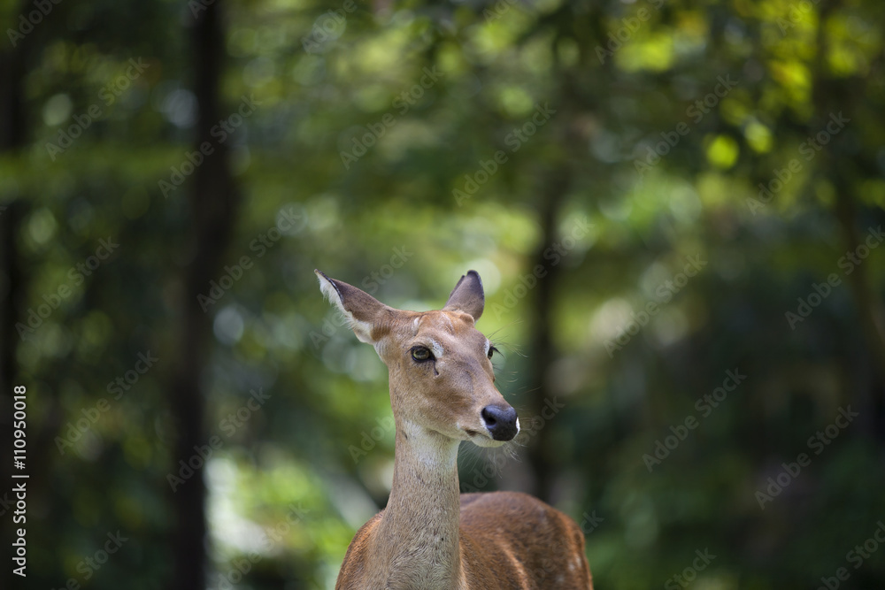  deer stag in forest landscape