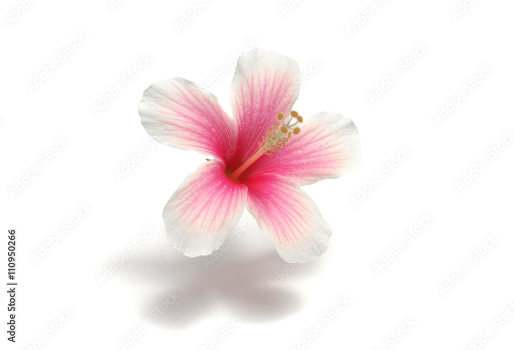 Pink hibiscus flowers