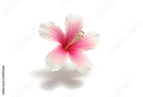 Pink hibiscus flowers