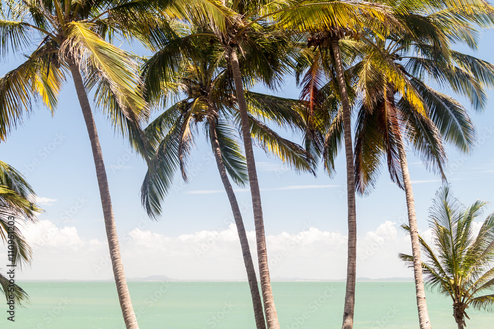Palms along the coast of Ile Royale, one of the islands of Iles du Salut (Islands of Salvation) in French Guiana