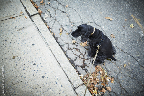 Black dog on leash sitting in the street photo