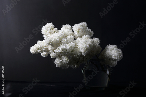 white lilac on the black background