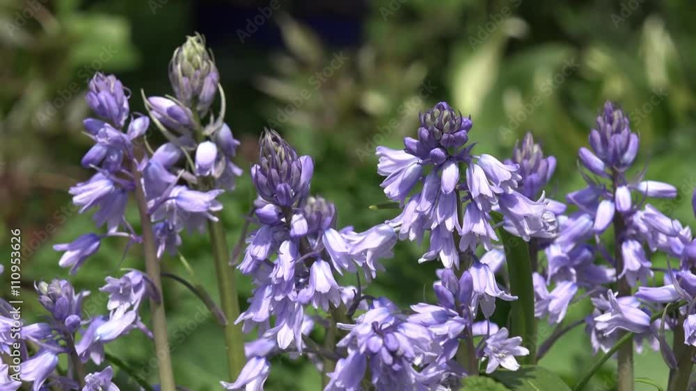 Bluebell in the nature