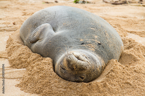 Monk seal in sand, close-up, Hawaii, USA photo