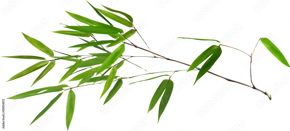 Naklejka premium illustration with lush green bamboo branch