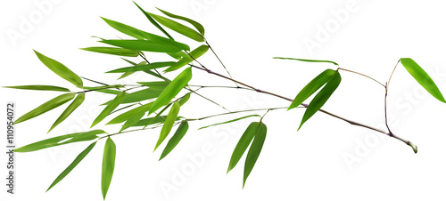 illustration with lush green bamboo branch