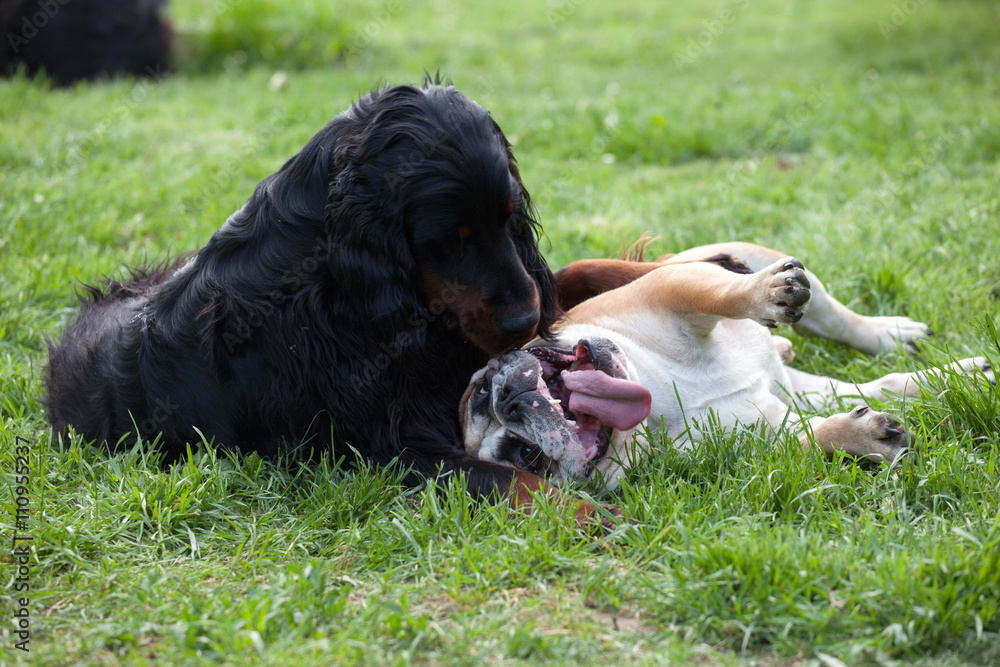 Two dogs playing together outdoor, Setter gordon and English bulldog