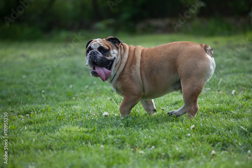 English bulldog