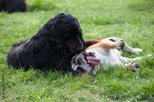 Obraz na płótnie Two dogs playing together outdoor, Setter gordon and English bulldog
w salonie