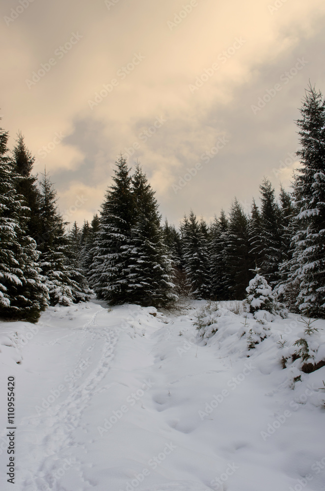 Fir trees under the snow. Mountain forest in winter. Fir trees under the snow. Mountain forest in winter.