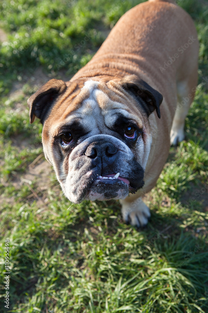 English bulldog dog English bulldog dog