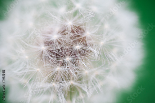 Close-up of dandelion on green sunny meadow © timonko