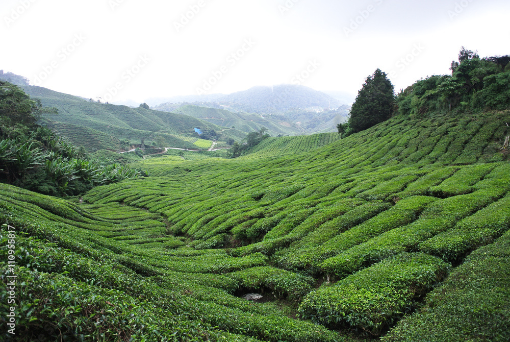 Hills of tea plantation