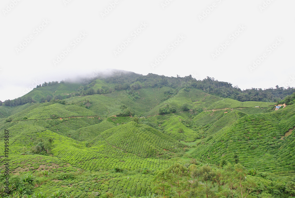 Hills of tea plantation