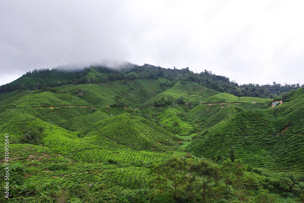 Hills of tea plantation Hills of tea plantation