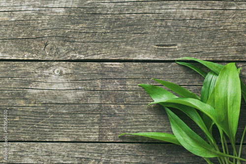 Fresh ramsons leaves.