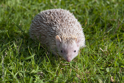Tenrec Lesser Hedghog walking on Grass