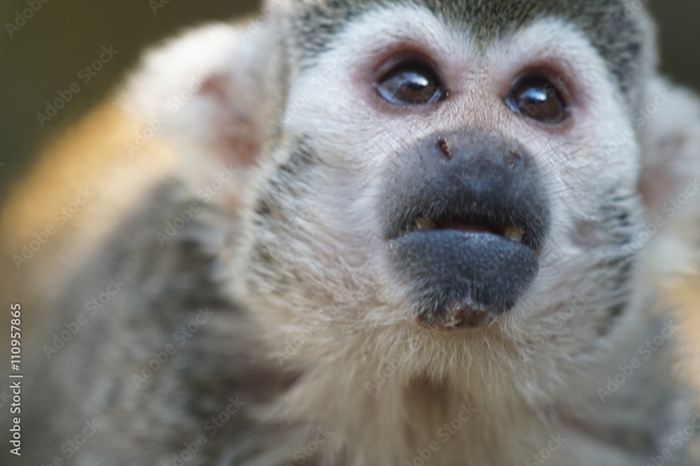 Obraz premium リスザル