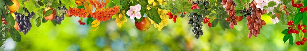 image of fruits in a park close-up image of fruits in a park close-up
