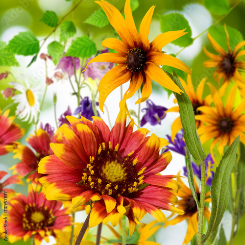 Fototapeta Naklejka Na Ścianę i Meble -  Image of beautiful flowers in the garden closeup