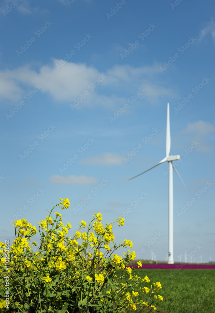 Yellow weed in front of magenta flower blooms and wind turbine, Zeewolde, Flevoland, Netherlands Yellow weed in front of magenta flower blooms and wind turbine, Zeewolde, Flevoland, Netherlands