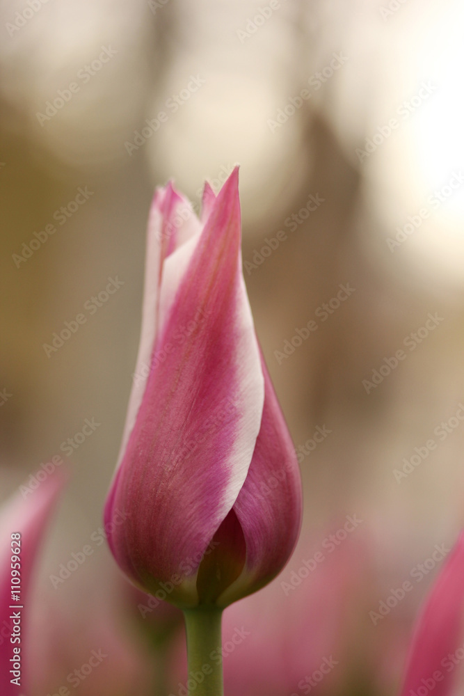Fototapeta premium tulip 