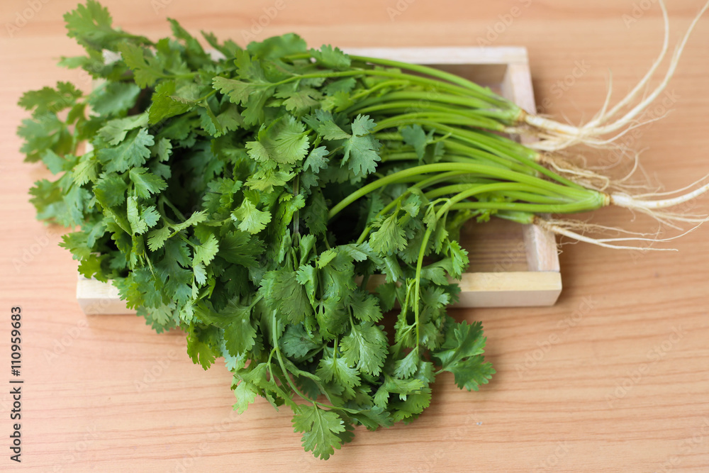 coriander leaves with wooden background coriander leaves with wooden background