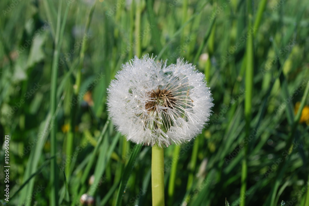 Blowball (the downy head or pappus of the dandelion) with dew, early morning. Springtime. Blowball (the downy head or pappus of the dandelion) with dew, early morning. Springtime.