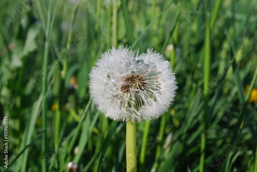 Blowball  the downy head or pappus of the dandelion  with dew  early morning. Springtime.