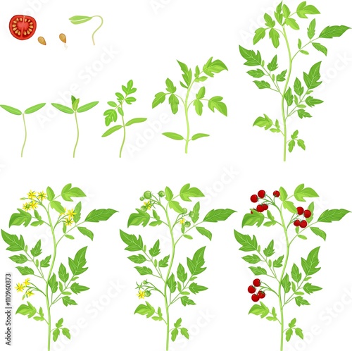 Cherry tomato growing stage