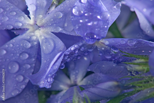 image of beautiful flowers above the water close-up