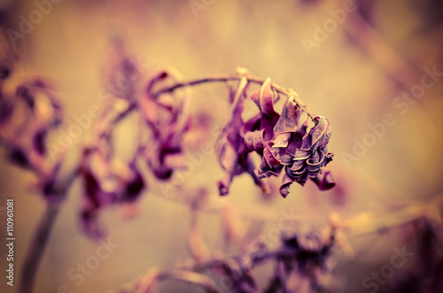 Autumn background with purple plant  vintage retro image