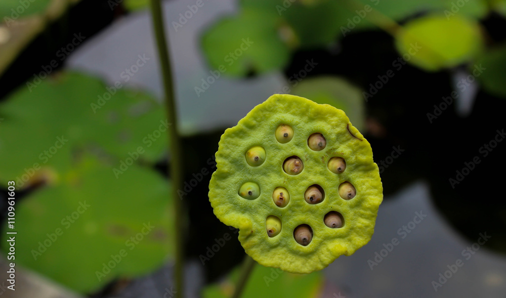 close up of lotus seed close up of lotus seed