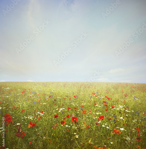  field poppy flower