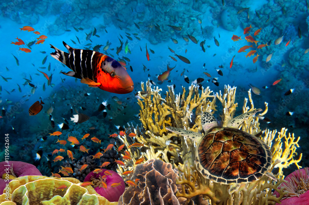 Fototapeta Podwodny obraz z dużą różnorodnością ryb