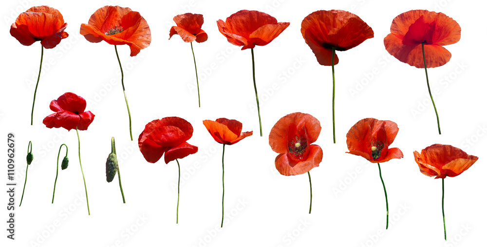Naklejka premium Set of flowers poppies