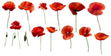 Set of flowers poppies