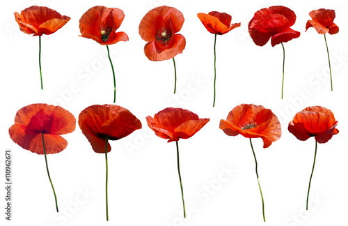 Fototapeta Naklejka Na Ścianę i Meble -  Set of flowers poppies