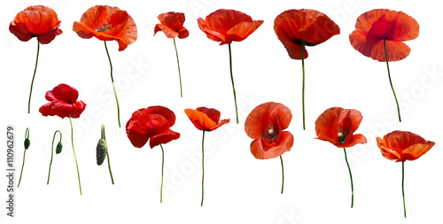 Fototapeta Naklejka Na Ścianę i Meble -  Set of flowers poppies