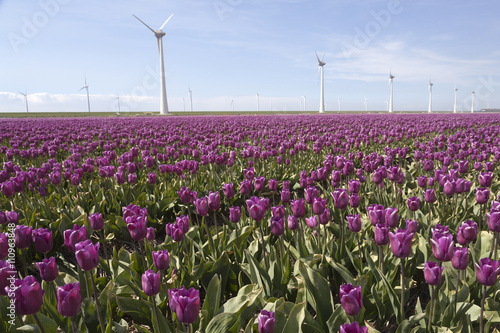 purple tulip field in the foreground and wind turbines against b
