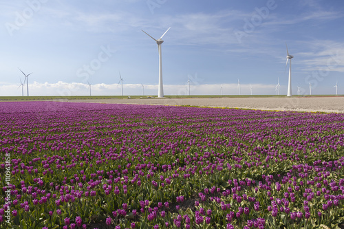 wind turbines against blue sky and purple tulip field in holland