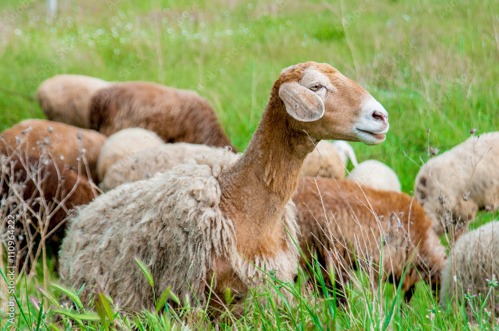 Naklejka premium Young sheep on pasture